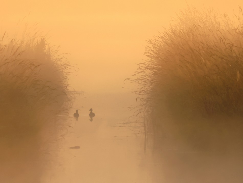 Cisza we mgle. . Zdjęcie 338261