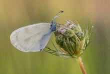Leptidea sinapis