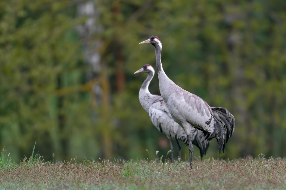 fotodam - Na polanie. Żuraw (Grus grus). Zdjęcie 323759