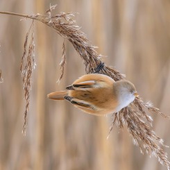 Złotooka ślicznotka z szuwarów