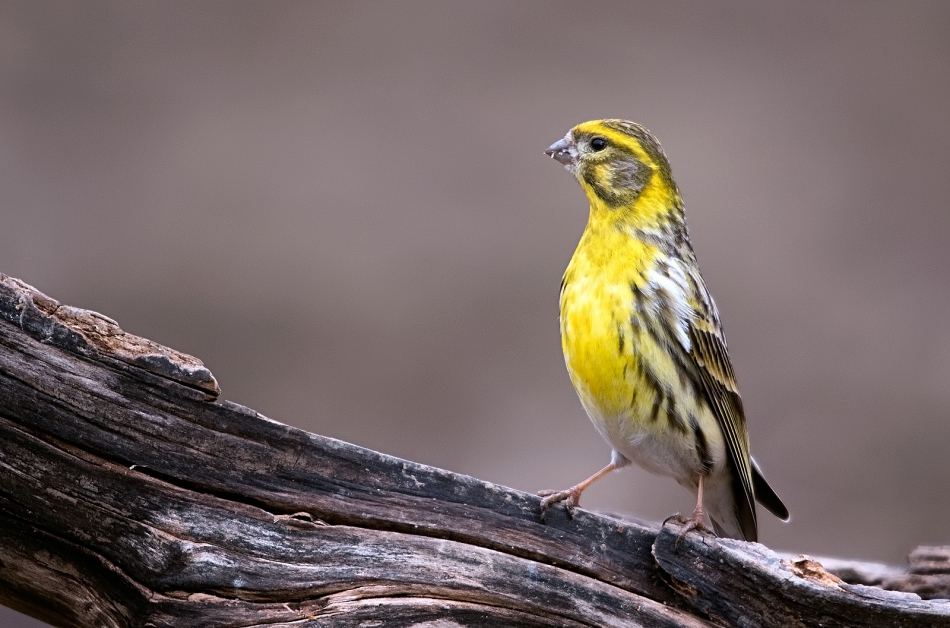 roman53 - . . Zdjęcie 300627