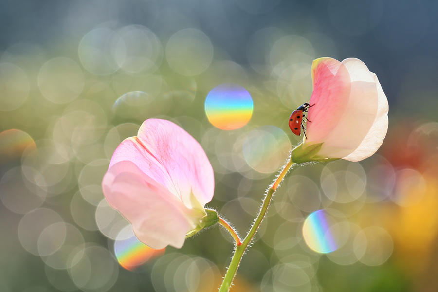 bluejeans - Zapach groszku. . Zdjęcie 137751