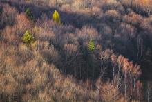 Perfect Autumn Light