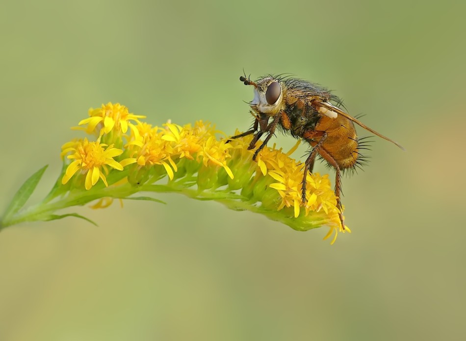 Gymnosoma spp. Pe proszę. Zdjęcie 337499
