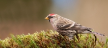 Czeczotka (Carduelis fl...