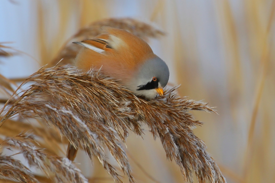 panthomas - Wiecha. Samiec wąsatki. Zimą główne menu tych ptaków stanowią nasiona trzcin.. Zdjęcie 320272