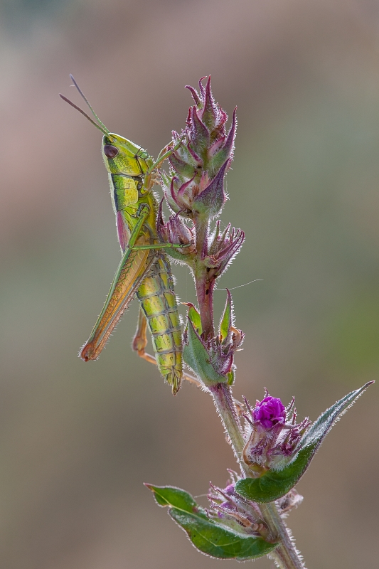 mariusz - Złotawek złotawiec. . Zdjęcie 126293