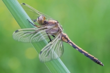 Orthetrum albistylum