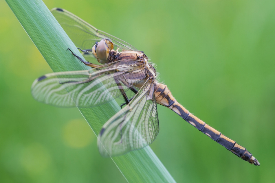 prajzner - Orthetrum albistylum. Ważka białoznaczna.  Proszę o oglądanie na pełnym ekranie.. Zdjęcie 153819