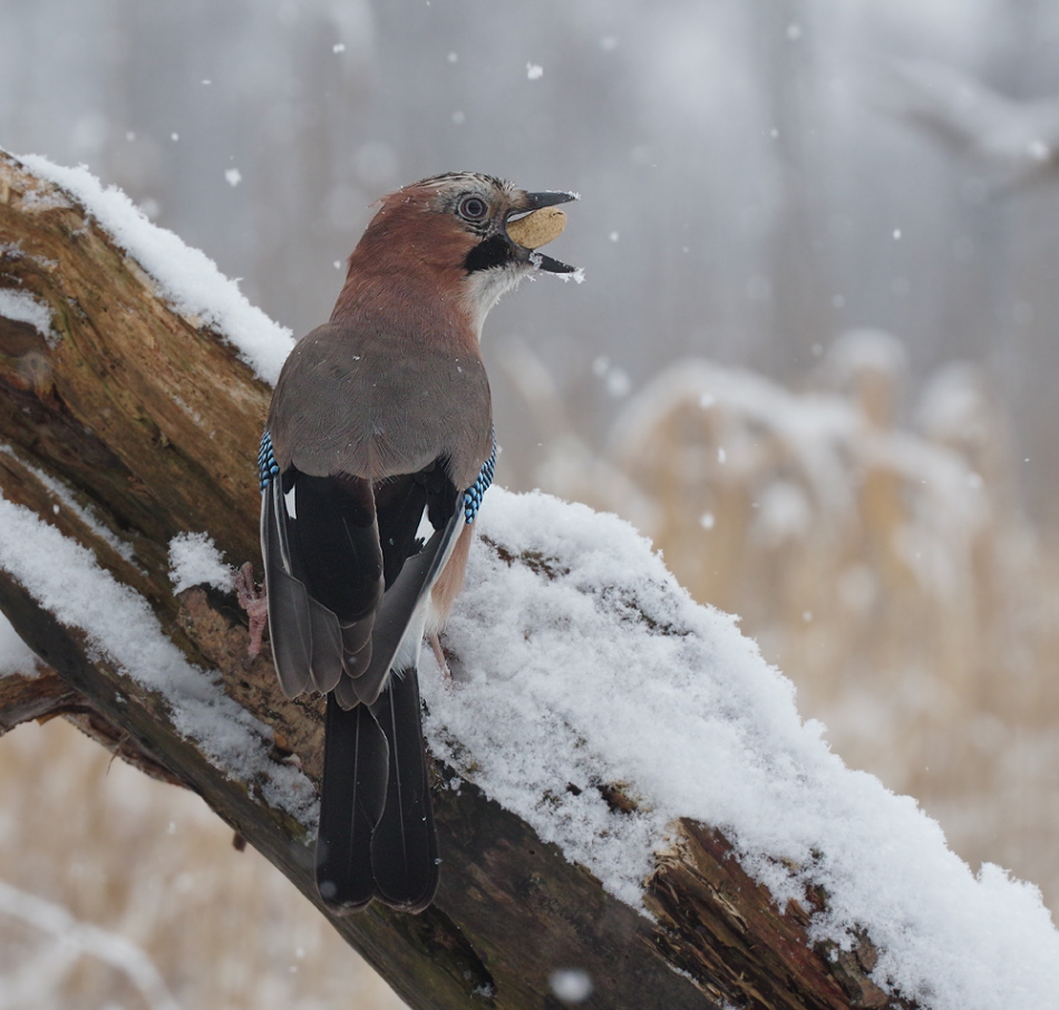 przyb - . . Zdjęcie 160169