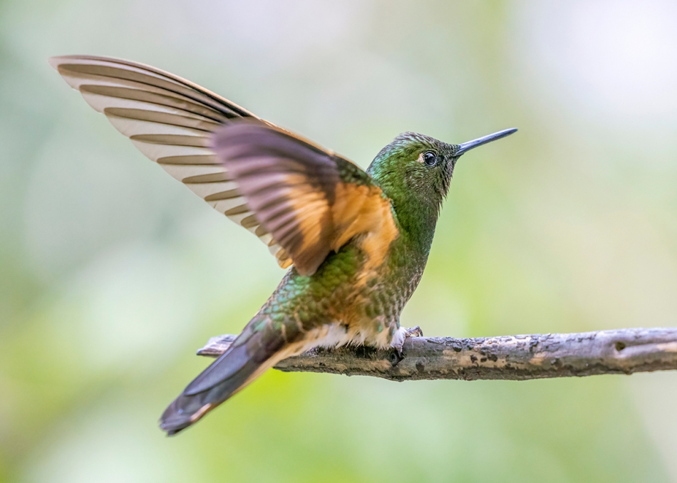 rybo_lub - Koliber Elfik Zielony. . Zdjęcie 299089