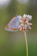 Lycaena dispar