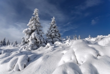 Winter Wonderland