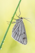 Siona lineata