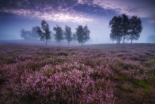 MIST WALK