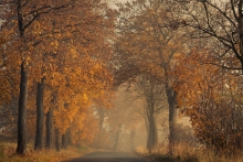 Brilliant Trees