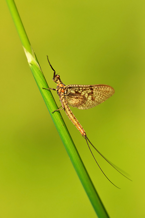 *. . Zdjęcie 142746