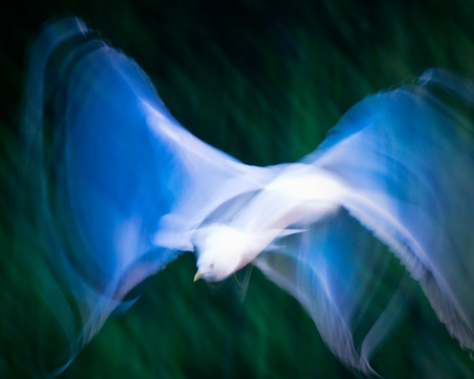 gacek - Seagull 8859. . Zdjęcie 35835