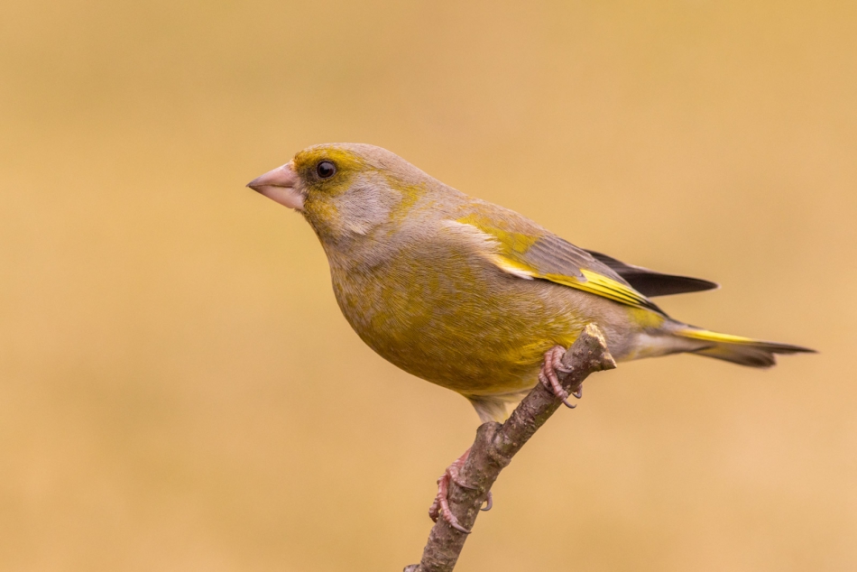 radson_foto - dzwoniec (Chloris chloris). . Zdjęcie 308577