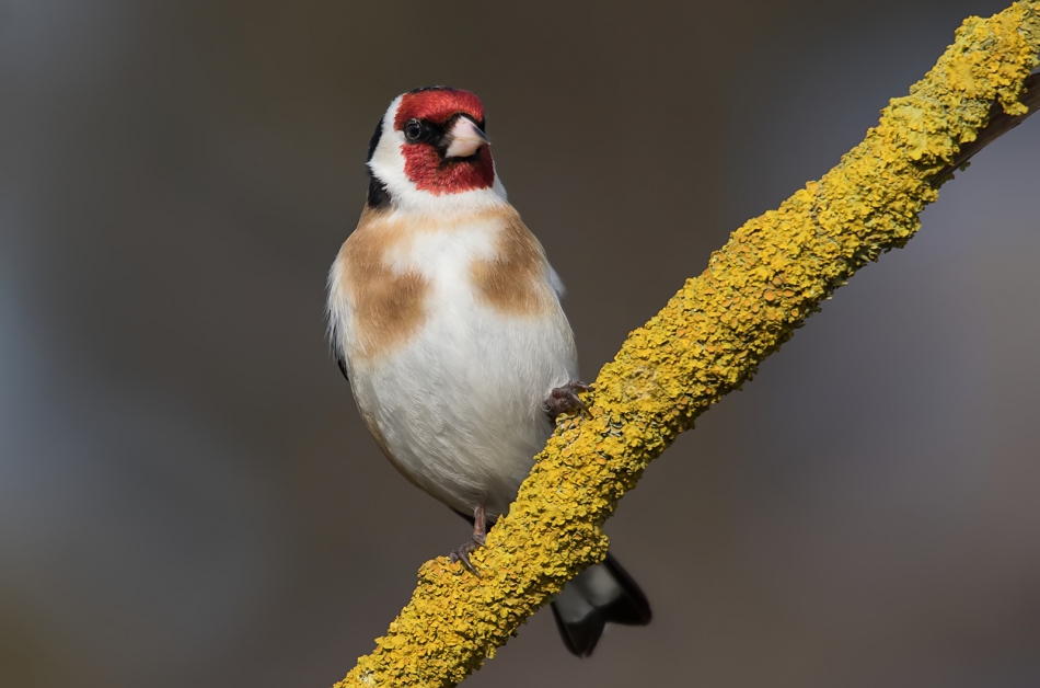 roman53 - Szczygieł. . Zdjęcie 315599