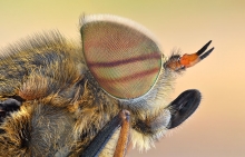 ,Tabanus.