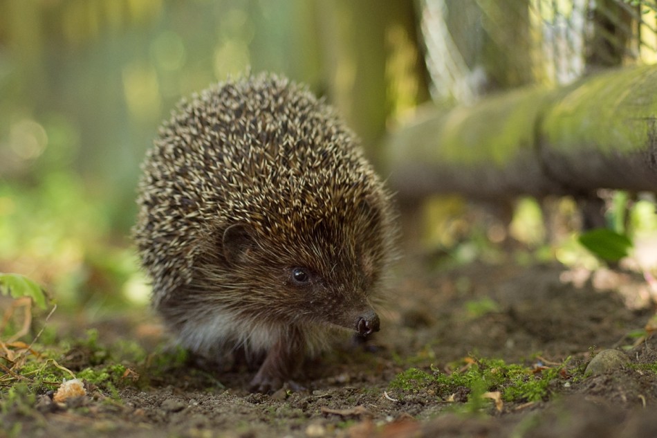 Jeż. . Zdjęcie 338434