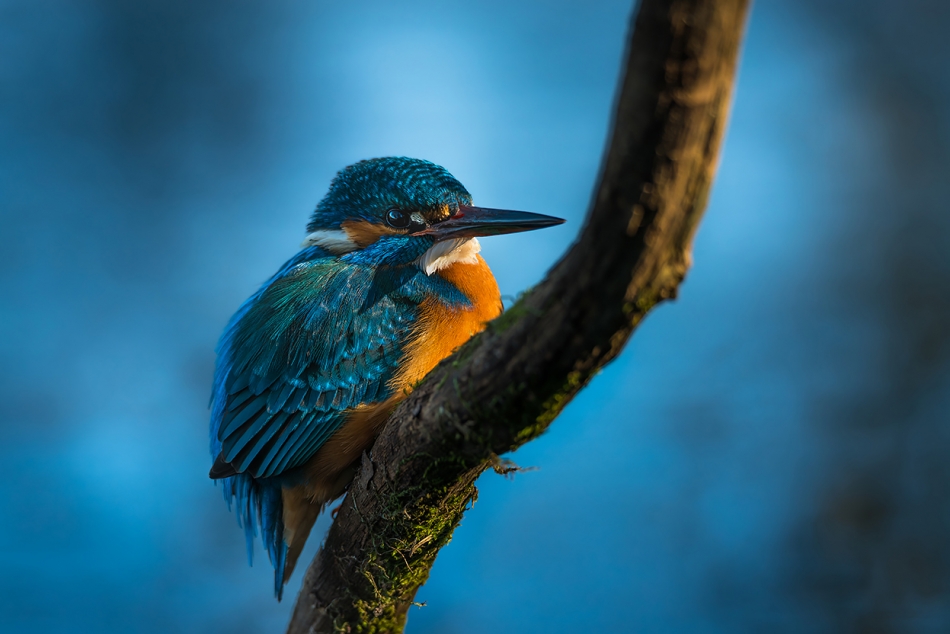 mariok - kuleczka. . Zdjęcie 337013