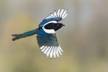 Sroka, Eurasian Magpie ...
