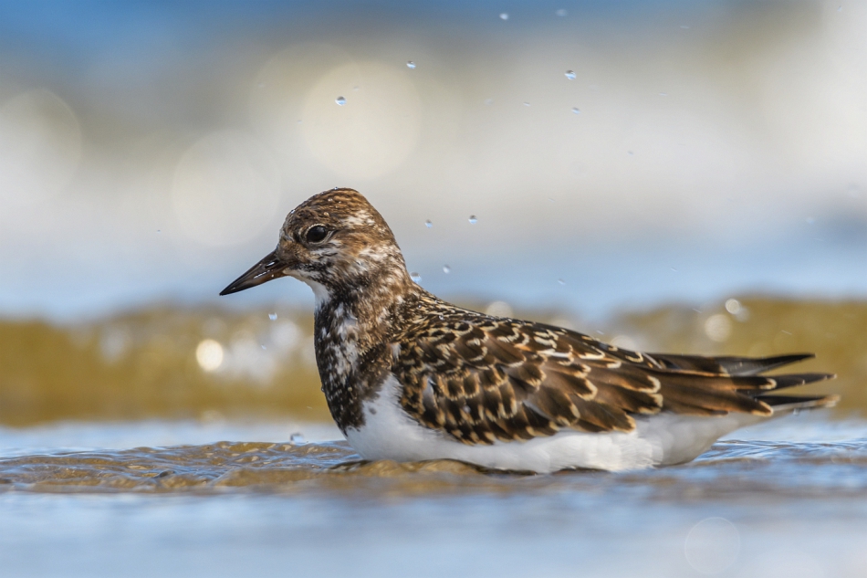 tomeq67 - Kamusznik.. . Zdjęcie 292379