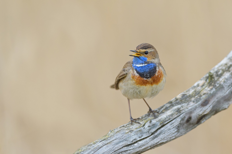 raftik - Cukiereczek trzcinowisk ... Podróżniczek, Bluethroat (Luscinia svecica) ... 2021r. . Zdjęcie 287450