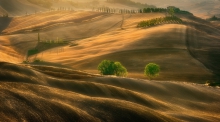 Fields...