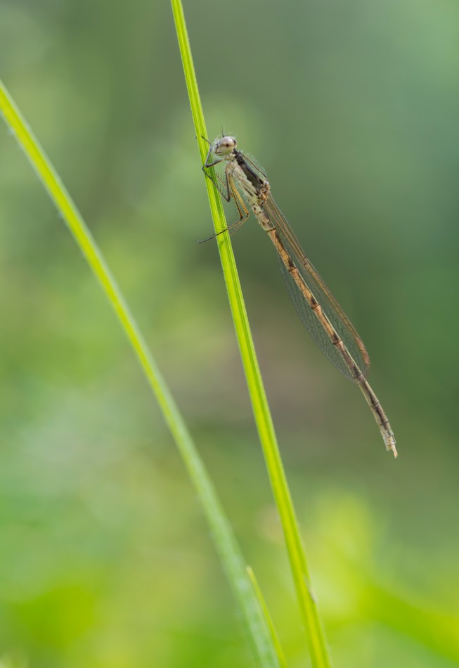 Pałątka. . Zdjęcie 339737