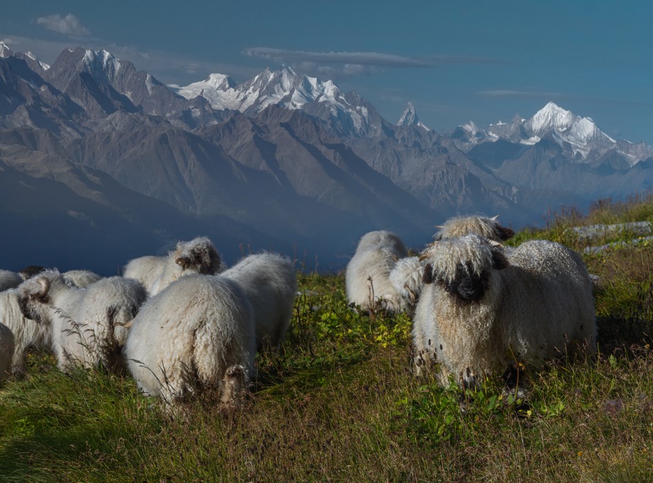 Barany Furka. CH.. Zdjęcie 338463