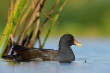 Kokoszka