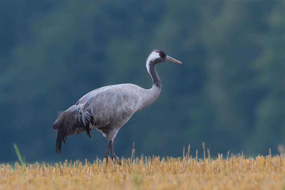 tomeq67 - Żurek. . Zdjęcie 274046