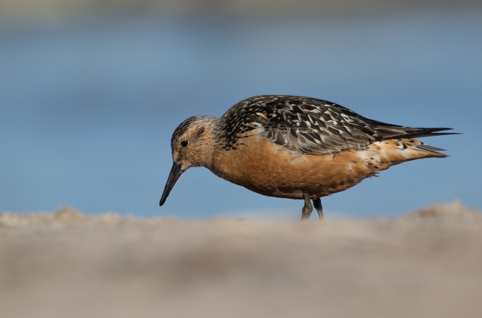 roman53 - . . Zdjęcie 311612