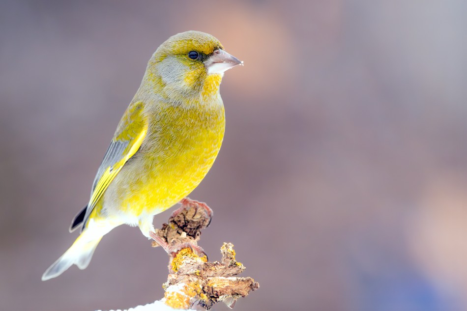 Dzwoniec. . Zdjęcie 338935