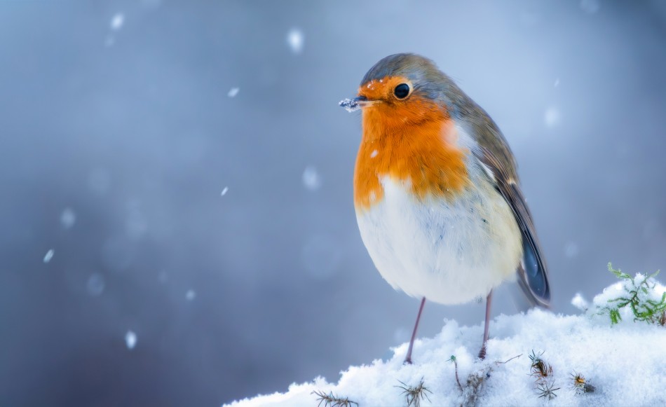 Rudzik. . Zdjęcie 338317