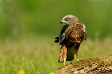 Błotniak stawowy 