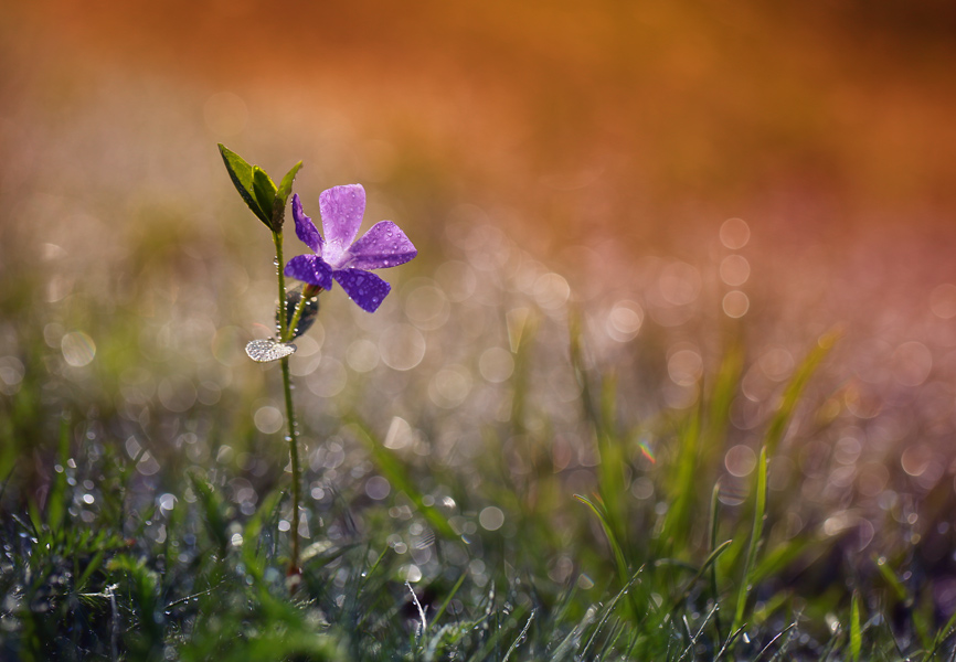 bluejeans - Pierwszy. . Zdjęcie 90298