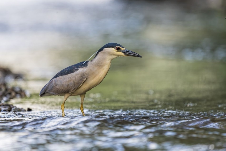 Ślepowron. . Zdjęcie 339795