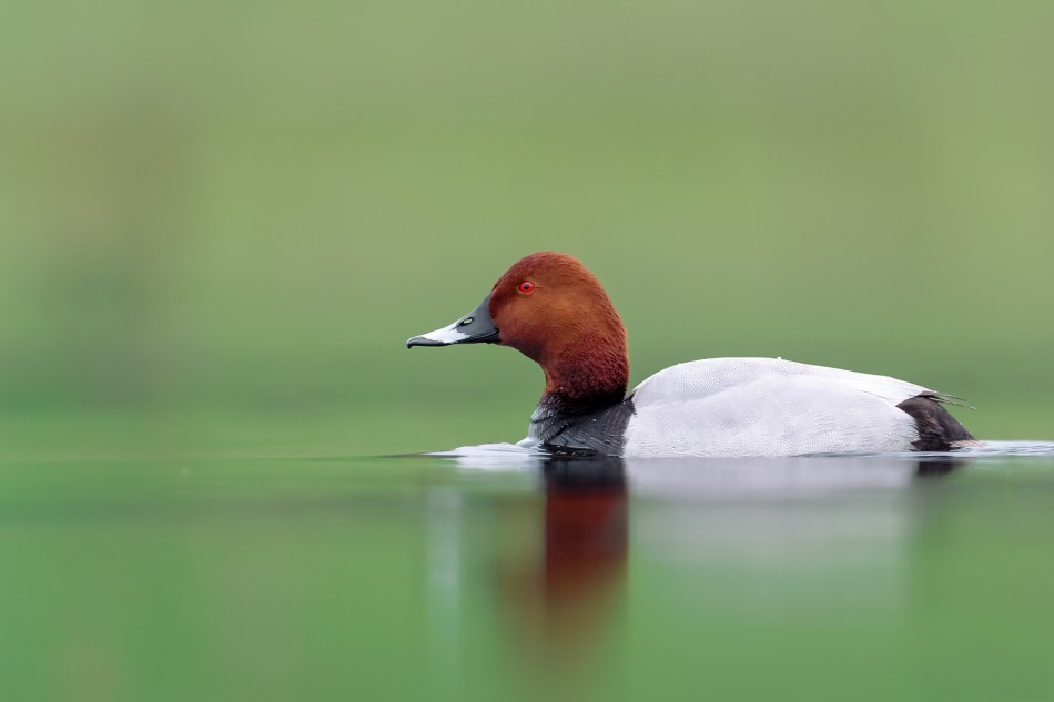 W ciszy poranka. Głowienka (Aythya ferina) . Zdjęcie 339809