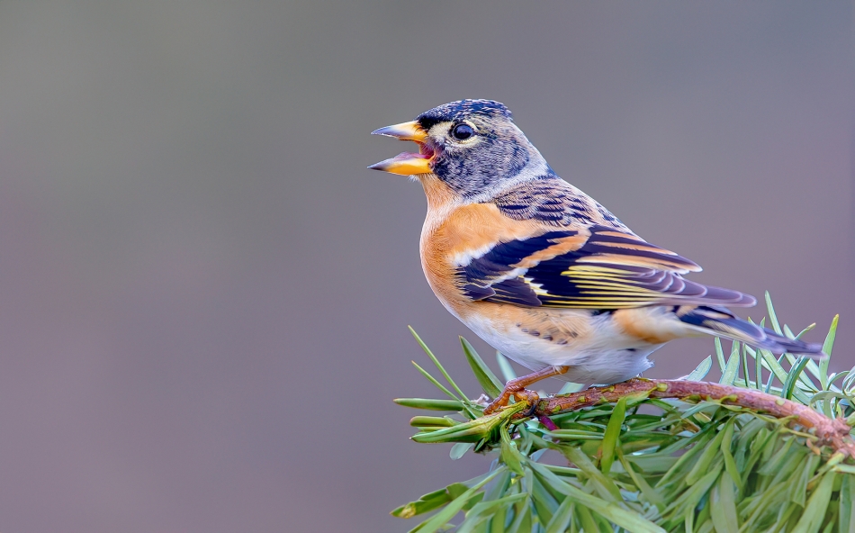 roman53 - . . Zdjęcie 328816