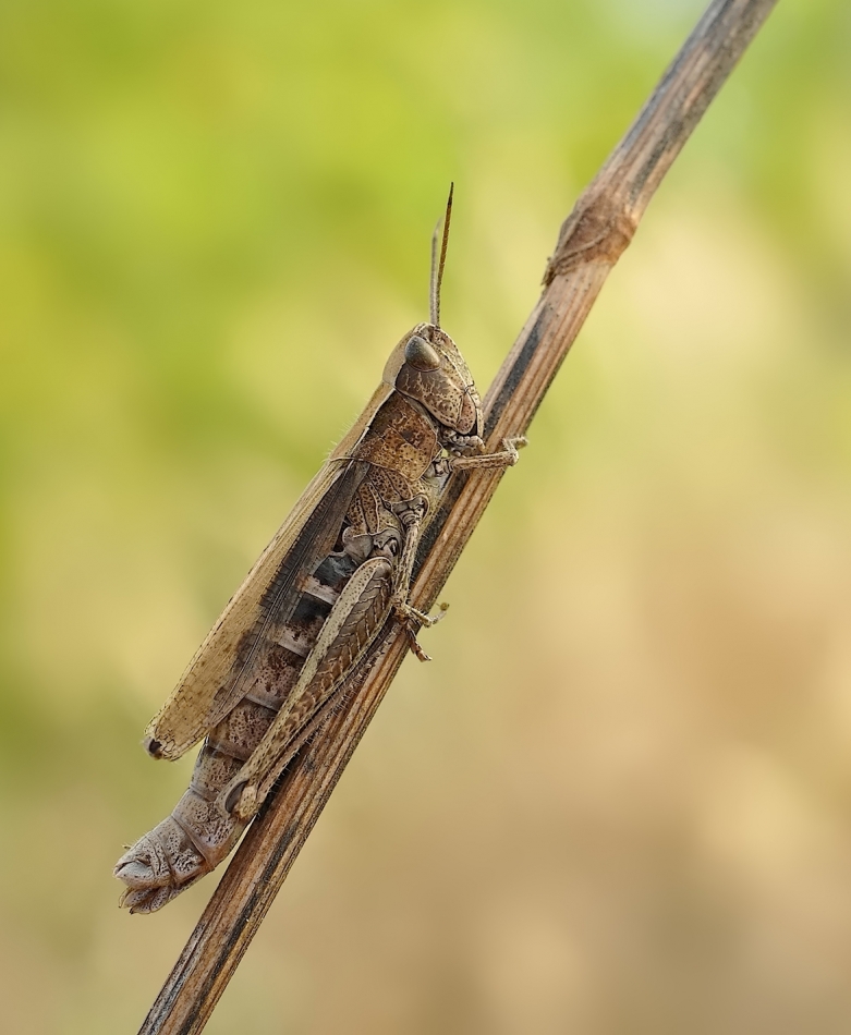 Konik polny (Chorthippus). PE. Zdjęcie 336735