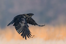 Kruk, Common Raven (Cor...