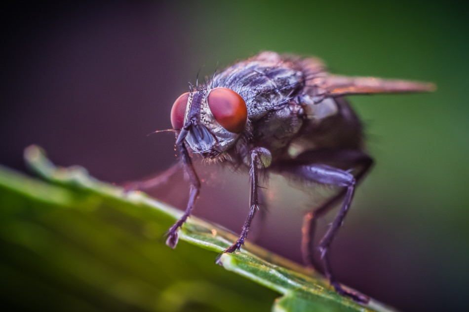 Oko w oko z bestią. . Zdjęcie 338188