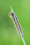 Euthrix potatoria
