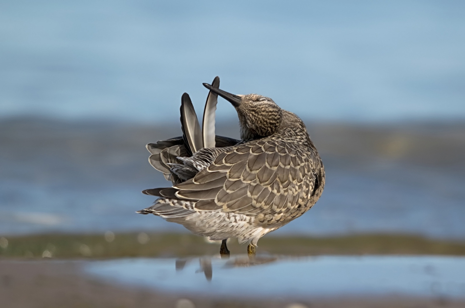 roman53 - Biegus rdzawy. . Zdjęcie 306196