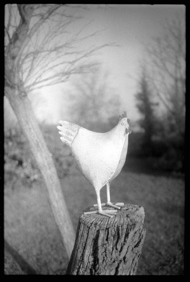 kura. . Zdjęcie 338627