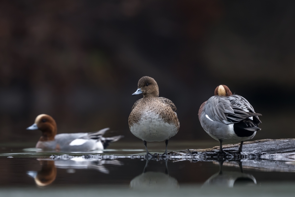 michalbukala - Nie śpij bo cię okradną. Świstun.. Zdjęcie 336511